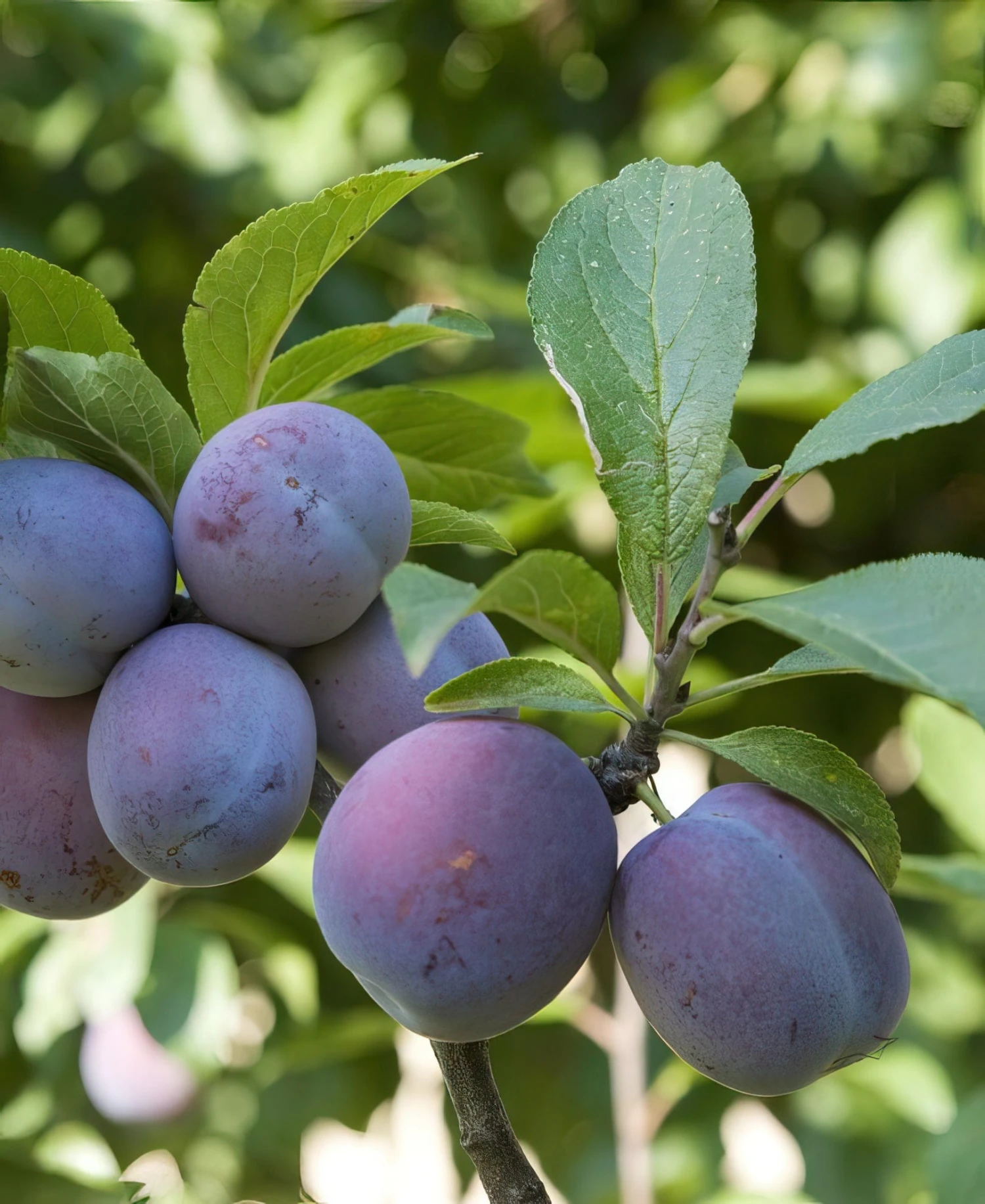 Italian Prune European Plum 3 Italian Prune European Plum
