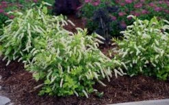 Scentlandia Sweetspire (Itea Virginica) - 3 Gallon Pot 14 Scentlandia Sweetspire (Itea Virginica) - 3 Gallon Pot -Garden Plants itea virginica scentlandia virginia sweetspire 5