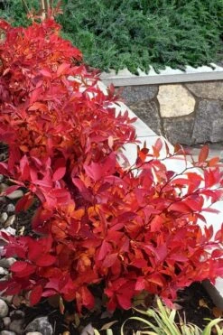 Scentlandia Sweetspire (Itea Virginica) - 3 Gallon Pot 12 Scentlandia Sweetspire (Itea Virginica) - 3 Gallon Pot -Garden Plants itea virginica scentlandia virginia sweetspire 7