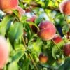 Pretty Perfect Peach Bundle No.1 -Garden Plants juicy peaches hang on a branch 6