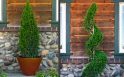 Spartan Juniper - 6 Pack Of 1 Gallon Pots -Garden Plants juniper20spartan202