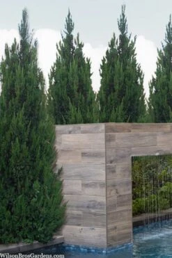 Spartan Juniper - 6 Pack Of 1 Gallon Pots -Garden Plants juniperus chinensis spartan columnar juniper 20