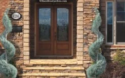 Moonglow Juniper Spiral Topiary - 5 Gallon Pot -Garden Plants juniperus scopulorum moonglow juniper spiral topiary 6