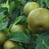 Korean Giant Asian Pear -Garden Plants korean giant 1