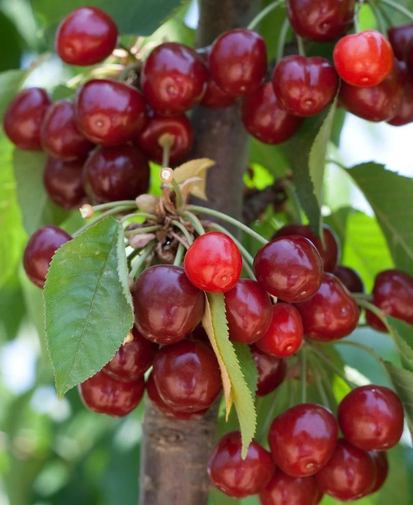 Kristin Cherry 3 Kristin Cherry