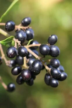 Waxleaf Ligustrum - 1 Gallon Pot -Garden Plants ligustrum japonicum waxleaf privet 2