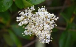 Waxleaf Ligustrum - 1 Gallon Pot -Garden Plants ligustrum japonicum waxleaf privet 3