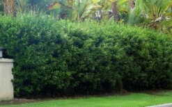 Waxleaf Ligustrum - 1 Gallon Pot -Garden Plants ligustrum japonicum waxleaf privet 5