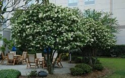 Waxleaf Ligustrum - 1 Gallon Pot -Garden Plants ligustrum japonicum waxleaf privet 7