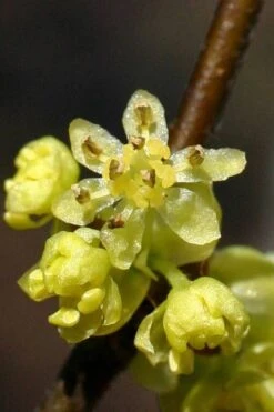 Spicebush (Lindera Benzoin) - 5 Gallon Pot -Garden Plants lindera benzoin yellow spicebush 1