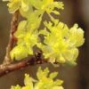 Spicebush (Lindera Benzoin) - 5 Gallon Pot