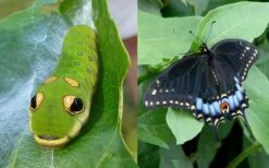 Spicebush (Lindera Benzoin) - 5 Gallon Pot -Garden Plants lindera benzoin yellow spicebush 23