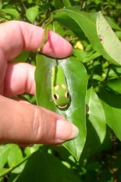 Spicebush (Lindera Benzoin) - 5 Gallon Pot -Garden Plants lindera benzoin yellow spicebush 7