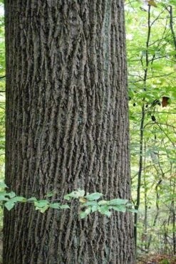 Tulip Poplar Tree - 3 Gallon Pot 22 Tulip Poplar Tree - 3 Gallon Pot -Garden Plants liriodendron tulipifera yellow tulip poplar flower 11