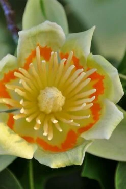 Tulip Poplar Tree - 3 Gallon Pot 23 Tulip Poplar Tree - 3 Gallon Pot -Garden Plants liriodendron tulipifera yellow tulip poplar flower 12