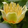 Tulip Poplar Tree - 3 Gallon Pot