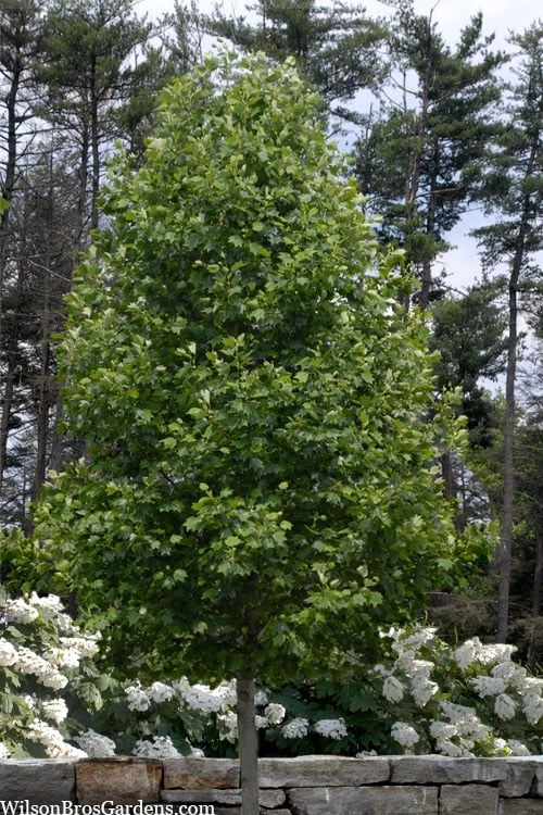 Tulip Poplar Tree - 3 Gallon Pot 7 Tulip Poplar Tree - 3 Gallon Pot - Image 5