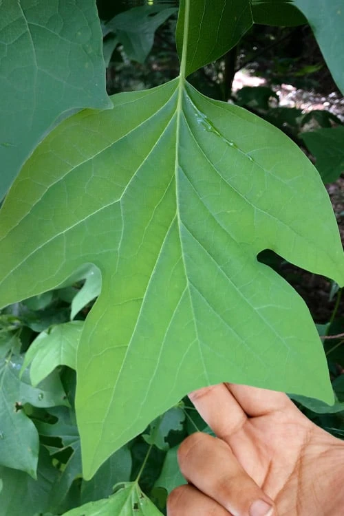 Tulip Poplar Tree - 3 Gallon Pot 6 Tulip Poplar Tree - 3 Gallon Pot - Image 4