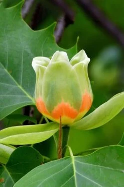 Tulip Poplar Tree - 3 Gallon Pot 19 Tulip Poplar Tree - 3 Gallon Pot -Garden Plants liriodendron tulipifera yellow tulip poplar flower 6