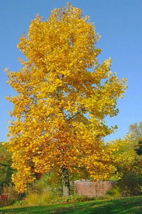 Tulip Poplar Tree - 3 Gallon Pot 8 Tulip Poplar Tree - 3 Gallon Pot - Image 6