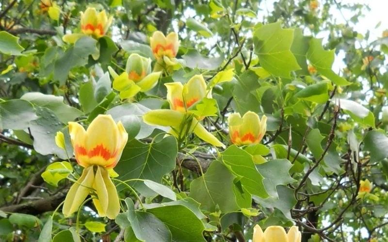 Tulip Poplar Tree - 3 Gallon Pot 10 Tulip Poplar Tree - 3 Gallon Pot - Image 8
