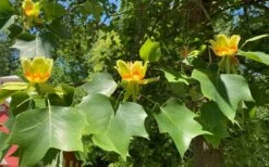 Tulip Poplar Tree - 3 Gallon Pot 21 Tulip Poplar Tree - 3 Gallon Pot -Garden Plants liriodendron tulipifera yellow tulip poplar flower 9
