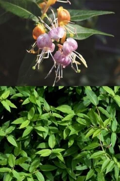 Candy Swirl Honeysuckle Vine (Lonicera) - 5 Gallon Pot 9 Candy Swirl Honeysuckle Vine (Lonicera) - 5 Gallon Pot -Garden Plants lonicera candy swirl honeysuckle vine 3