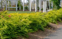 Thunderbolt Golden Box Honeysuckle - 3 Gallon Pot -Garden Plants lonicera nitida thunderbolt box honeysuckle 1