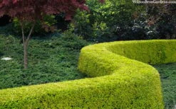 Thunderbolt Golden Box Honeysuckle - 3 Gallon Pot -Garden Plants lonicera nitida thunderbolt box honeysuckle 4