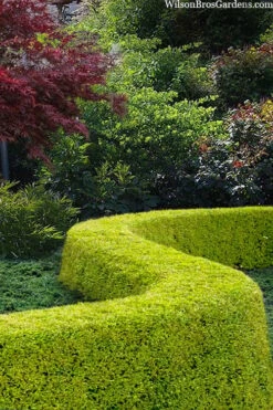 Thunderbolt Golden Box Honeysuckle - 3 Gallon Pot -Garden Plants lonicera nitida thunderbolt box honeysuckle 5