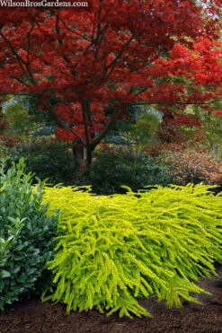 Thunderbolt Golden Box Honeysuckle - 3 Gallon Pot