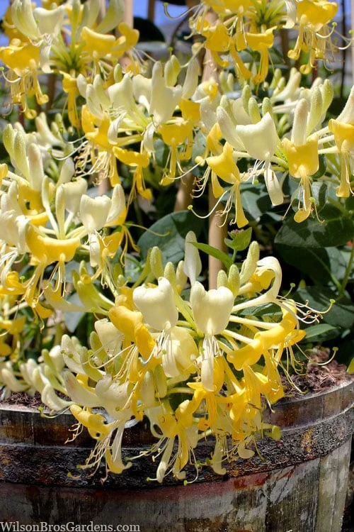 Scentsation Fragrant Yellow Honeysuckle - Lonicera Periclymenum - 3 Gallon Pot 8 Scentsation Fragrant Yellow Honeysuckle - Lonicera Periclymenum - 3 Gallon Pot - Image 6