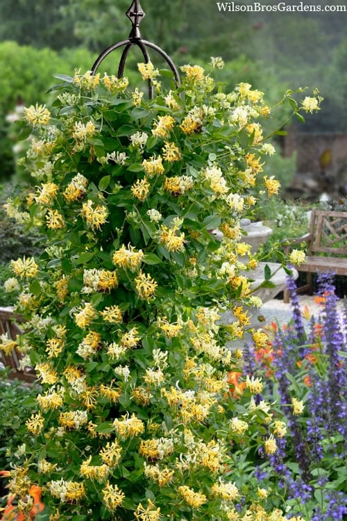Scentsation Fragrant Yellow Honeysuckle - Lonicera Periclymenum - 3 Gallon Pot 3 Scentsation Fragrant Yellow Honeysuckle - Lonicera Periclymenum - 3 Gallon Pot