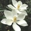 Alta Southern Magnolia - 7 Gallon Pot (3-4') 1 Alta Southern Magnolia - 7 Gallon Pot (3-4') -Garden Plants magnolia alta 3