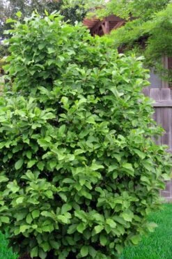 Jane Magnolia Tulip Tree - 3 Gallon Pot -Garden Plants magnolia ann 111
