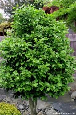 Betty Magnolia Tulip Tree - 3 Gallon Pot -Garden Plants magnolia ann 112