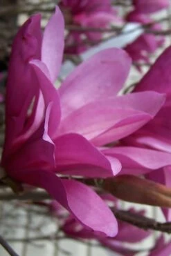 Ann Magnolia Tulip Tree - 2 Gallon Pot 19 Ann Magnolia Tulip Tree - 2 Gallon Pot -Garden Plants magnolia ann 30