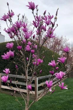 Ann Magnolia Tulip Tree - 5 Gallon Pot -Garden Plants magnolia ann tulip tree 100
