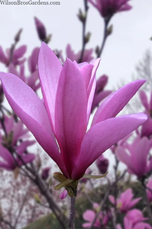 Ann Magnolia Tulip Tree - 2 Gallon Pot 3 Ann Magnolia Tulip Tree - 2 Gallon Pot
