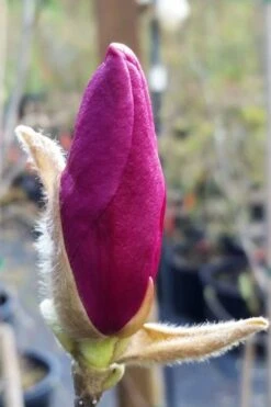 Betty Magnolia Tulip Tree - 1 Gallon Pot -Garden Plants magnolia betty 21 1