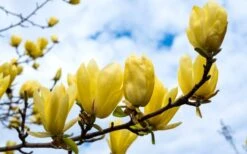 Butterflies Yellow Magnolia (Tulip Tree) - 3 Gallon Pot 17 Butterflies Yellow Magnolia (Tulip Tree) - 3 Gallon Pot -Garden Plants magnolia butterflies yellow tulip tree 2
