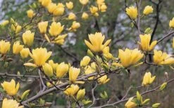 Butterflies Yellow Magnolia (Tulip Tree) - 3 Gallon Pot 16 Butterflies Yellow Magnolia (Tulip Tree) - 3 Gallon Pot -Garden Plants magnolia butterflies yellow tulip tree 3