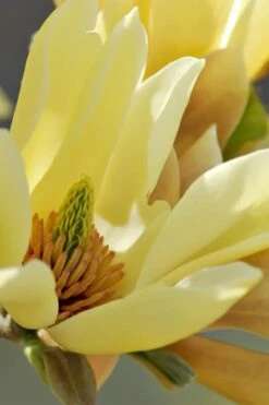 Butterflies Yellow Magnolia (Tulip Tree) - 3 Gallon Pot 15 Butterflies Yellow Magnolia (Tulip Tree) - 3 Gallon Pot -Garden Plants magnolia butterflies yellow tulip tree 5