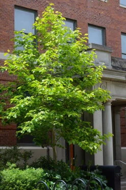 Butterflies Yellow Magnolia (Tulip Tree) - 3 Gallon Pot 14 Butterflies Yellow Magnolia (Tulip Tree) - 3 Gallon Pot -Garden Plants magnolia butterflies yellow tulip tree 7