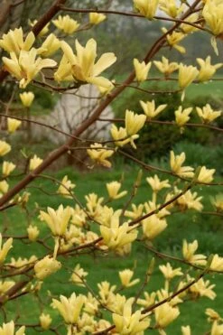 Butterflies Yellow Magnolia (Tulip Tree) - 3 Gallon Pot 13 Butterflies Yellow Magnolia (Tulip Tree) - 3 Gallon Pot -Garden Plants magnolia butterflies yellow tulip tree 8