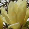 Elizabeth Magnolia (Tulip Tree) - 5 Gallon Pot -Garden Plants magnolia elizabeth 17