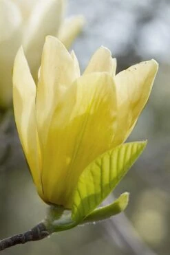 Elizabeth Magnolia (Tulip Tree) - 5 Gallon Pot -Garden Plants magnolia elizabeth 2