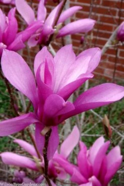 Jane Magnolia Tulip Tree - 3 Gallon Pot -Garden Plants magnolia jane tulip tree 102