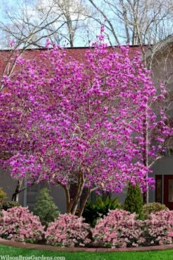 Jane Magnolia Tulip Tree - 7 Gallon Pot (3-4') 11 Jane Magnolia Tulip Tree - 7 Gallon Pot (3-4') -Garden Plants magnolia jane tulip tree 103 3