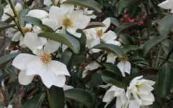 Eternal Spring Magnolia - 3 Gallon Pot -Garden Plants magnolia laevifolia x20m maudiae20 eternal spring 7